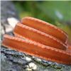 Order  Velvet Saddle Stitch Ribbon - Burnt Orange/Orange